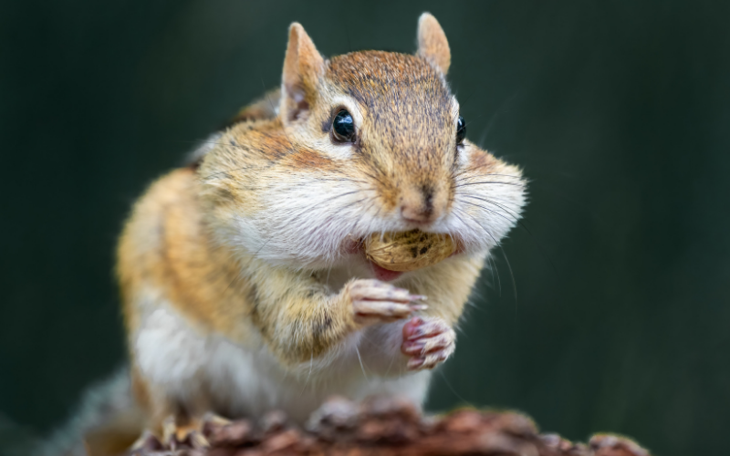 How Do I Keep Squirrels From Eating My Bird Food UK?