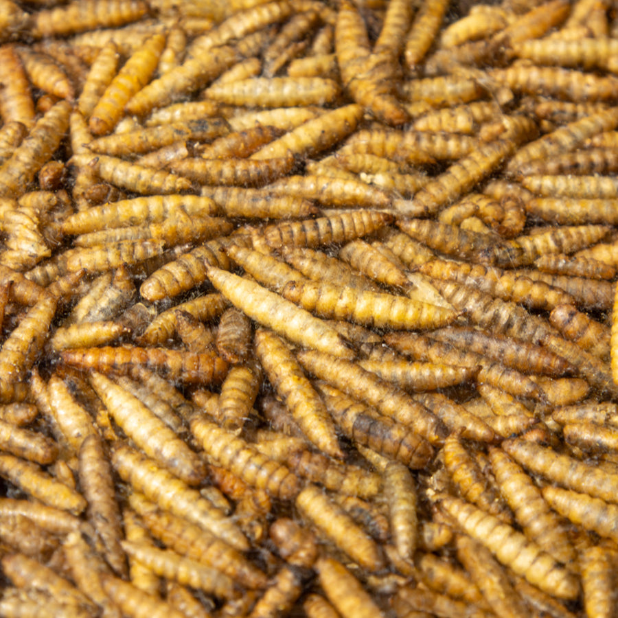 Roamwild Premium Calciworms (12.55kg)