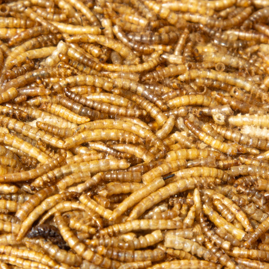 Roamwild Premium Mealworms (12.55kg)